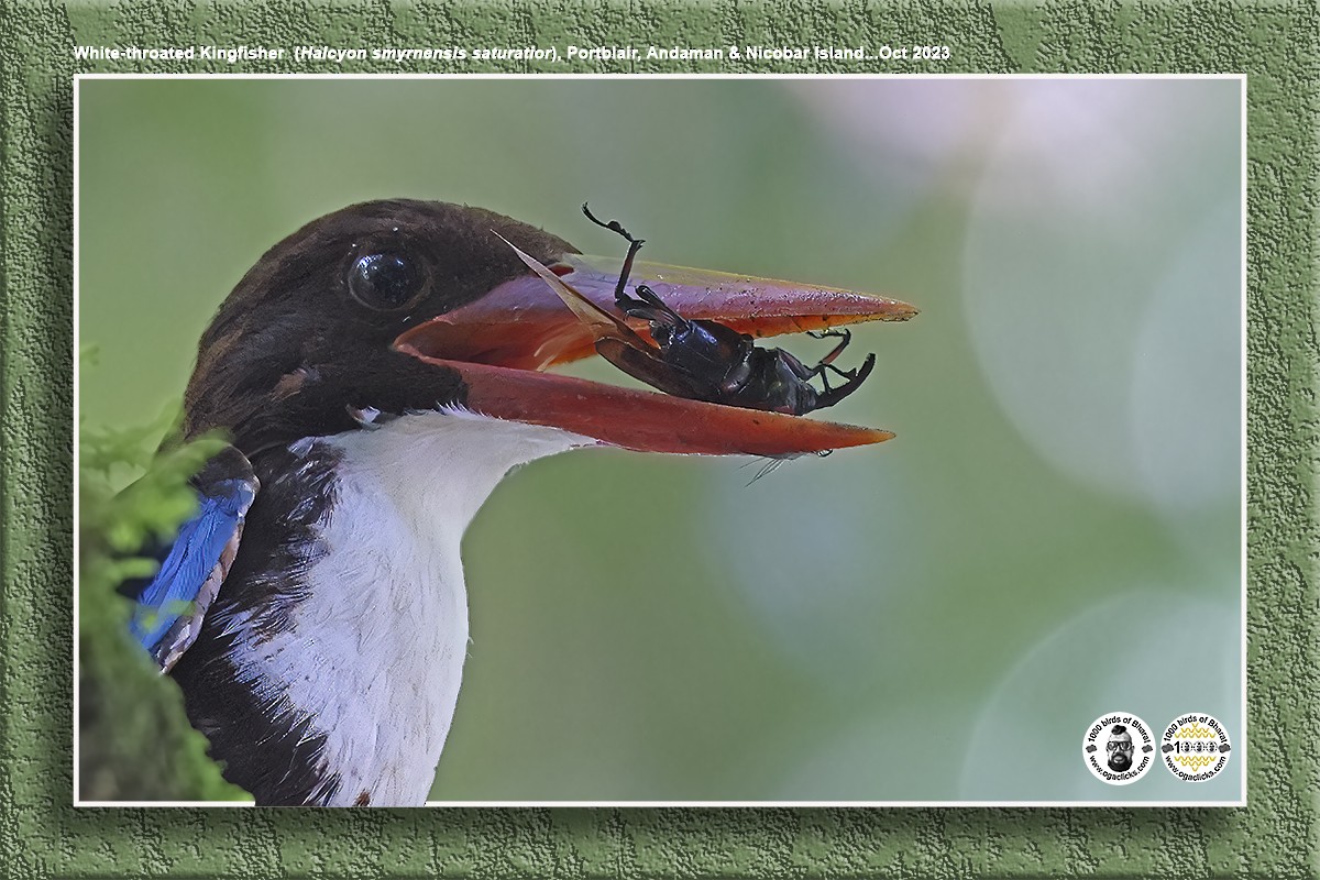 White-throated Kingfisher - Saravanan Janakarajan