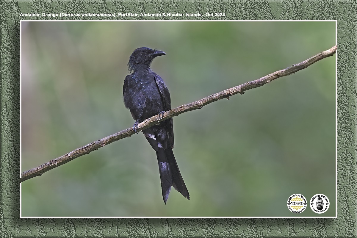 Drongo de Andamán - ML617216225