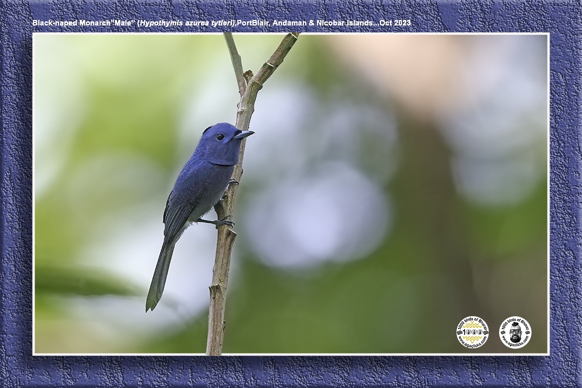 Black-naped Monarch - Saravanan Janakarajan