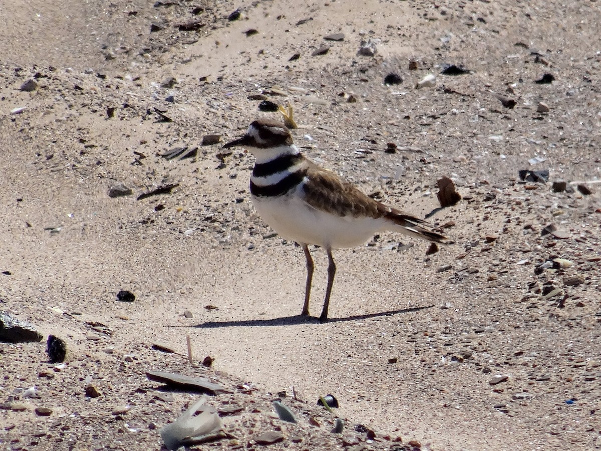 Killdeer - ML617216263