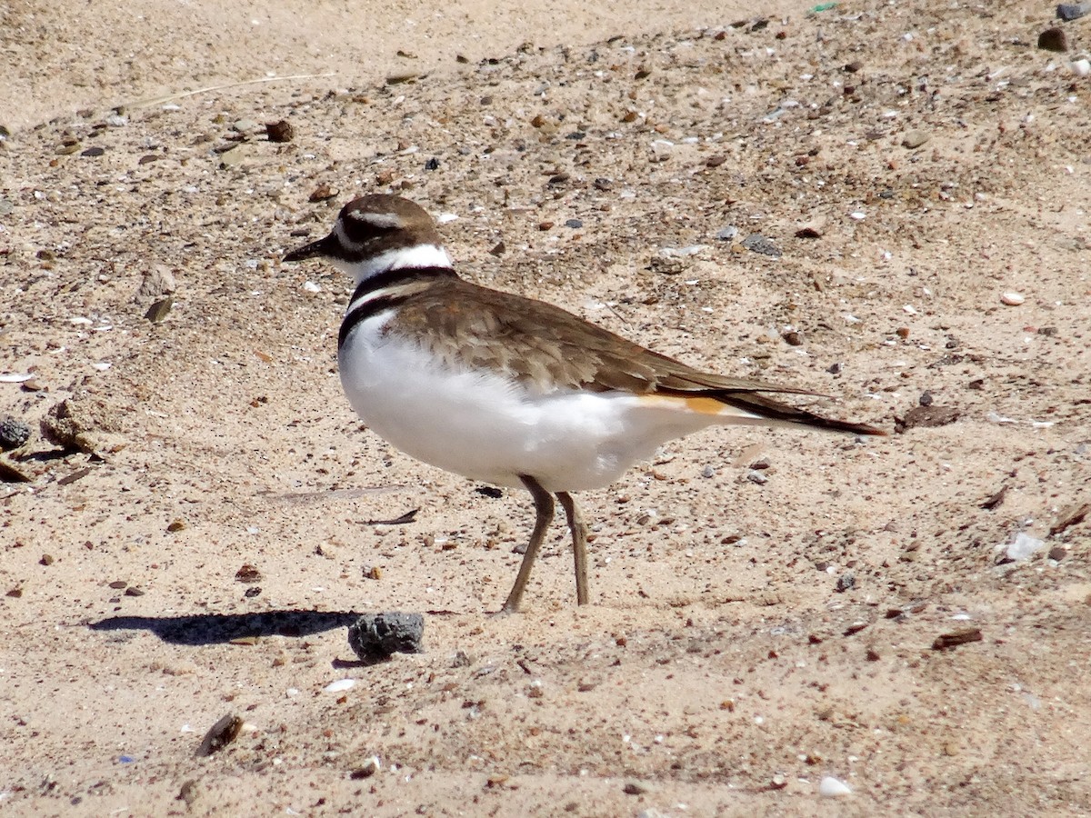 Killdeer - ML617216264