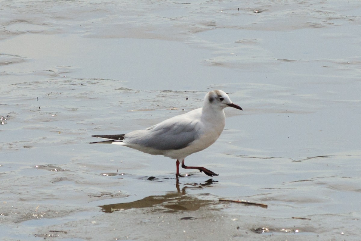 Black-headed Gull - ML617216291