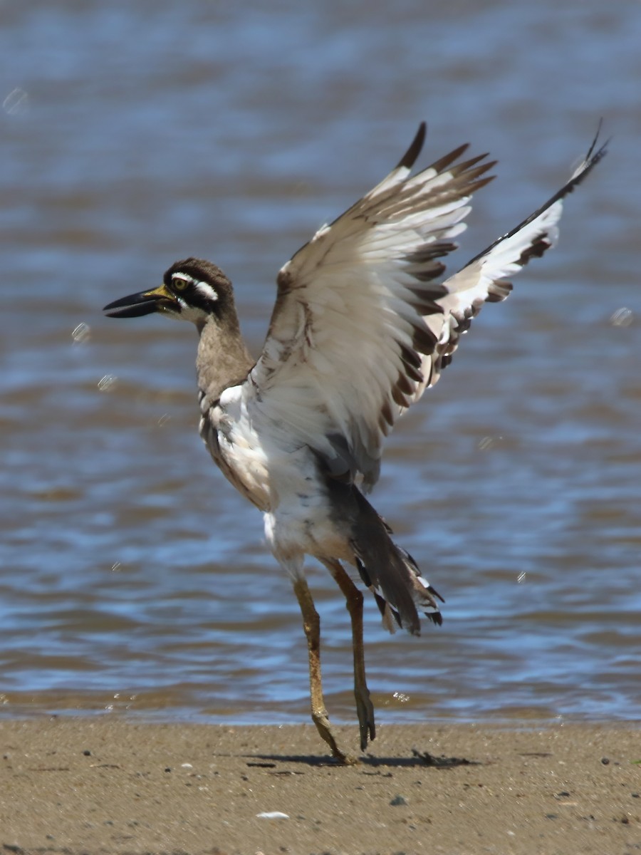 Beach Thick-knee - ML617216307