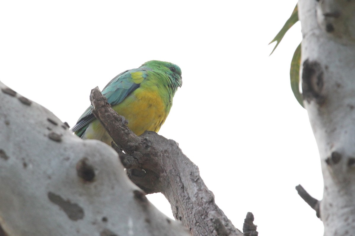 Red-rumped Parrot - ML617216326