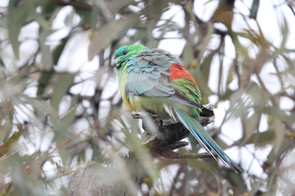 Red-rumped Parrot - ML617216327