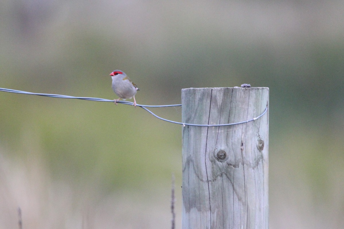 Red-browed Firetail - ML617216389