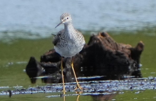 Lesser Yellowlegs - Dave Bowman