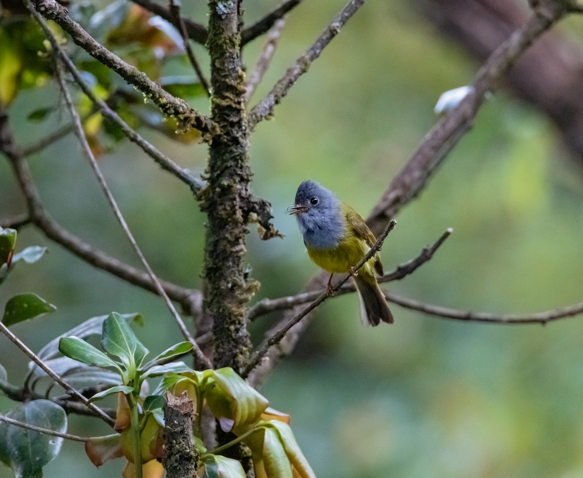 Gray-headed Canary-Flycatcher - ML617216454