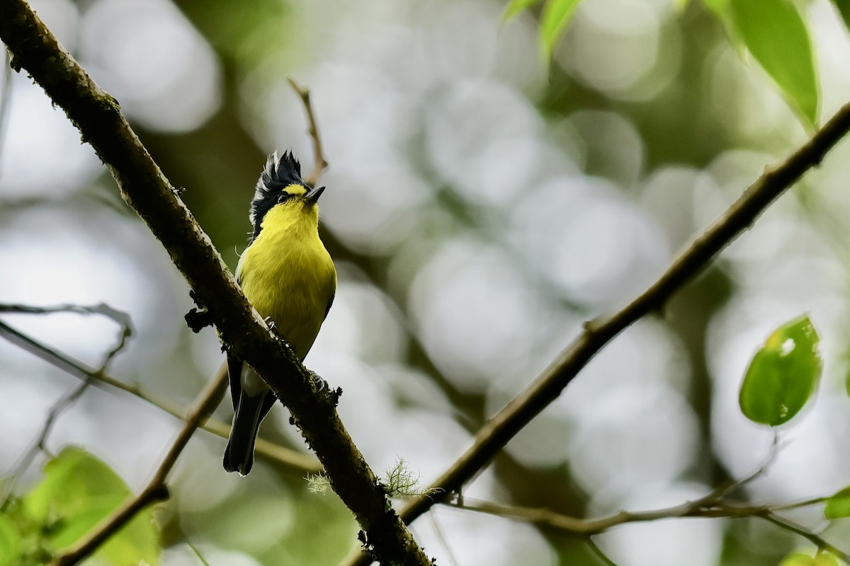 Taiwan Yellow Tit - ML617216518