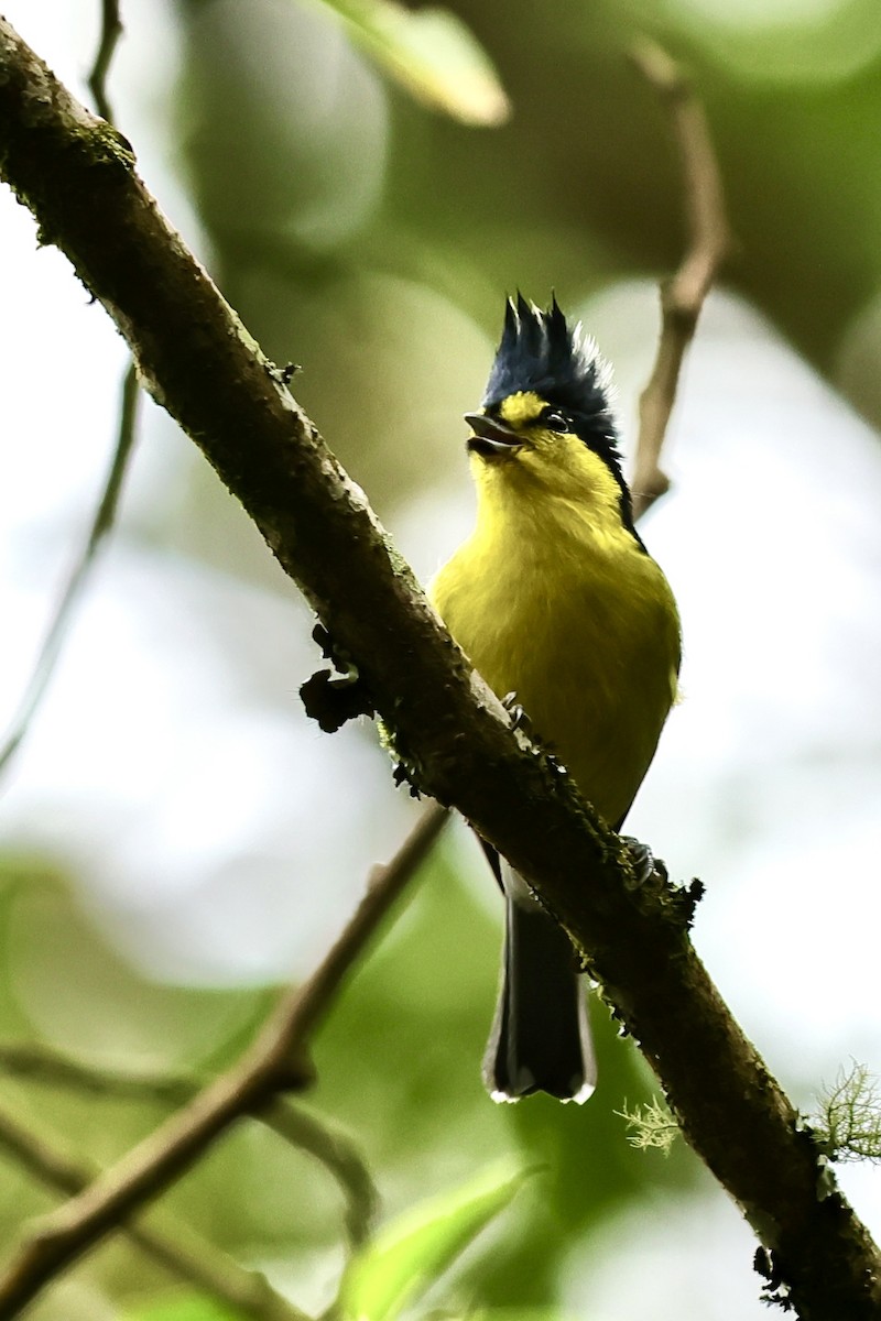 Taiwan Yellow Tit - ML617216519