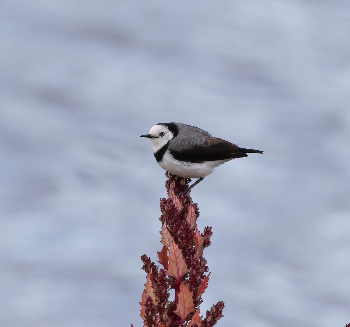 White-fronted Chat - ML617216548