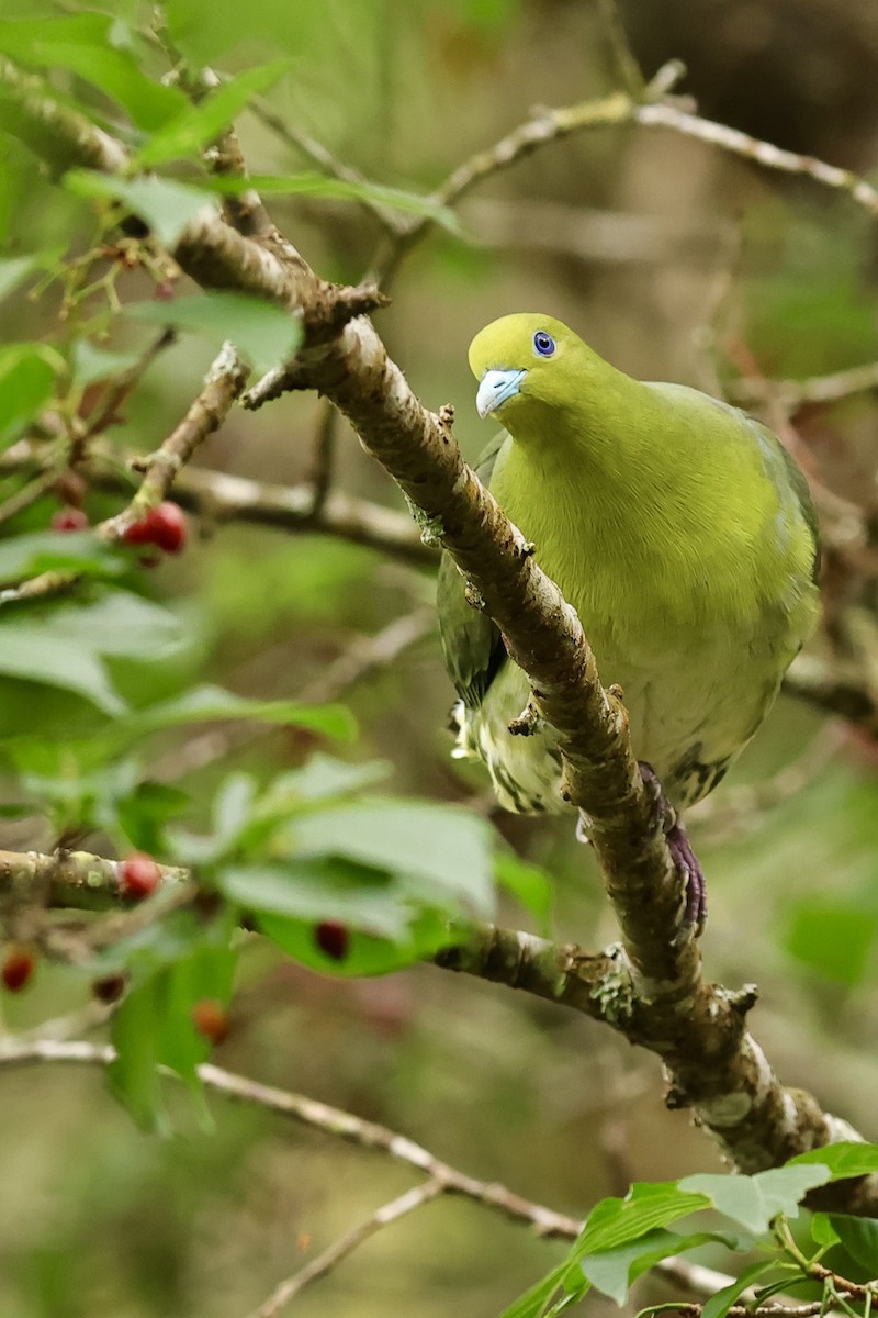 Японский зелёный голубь - ML617216550