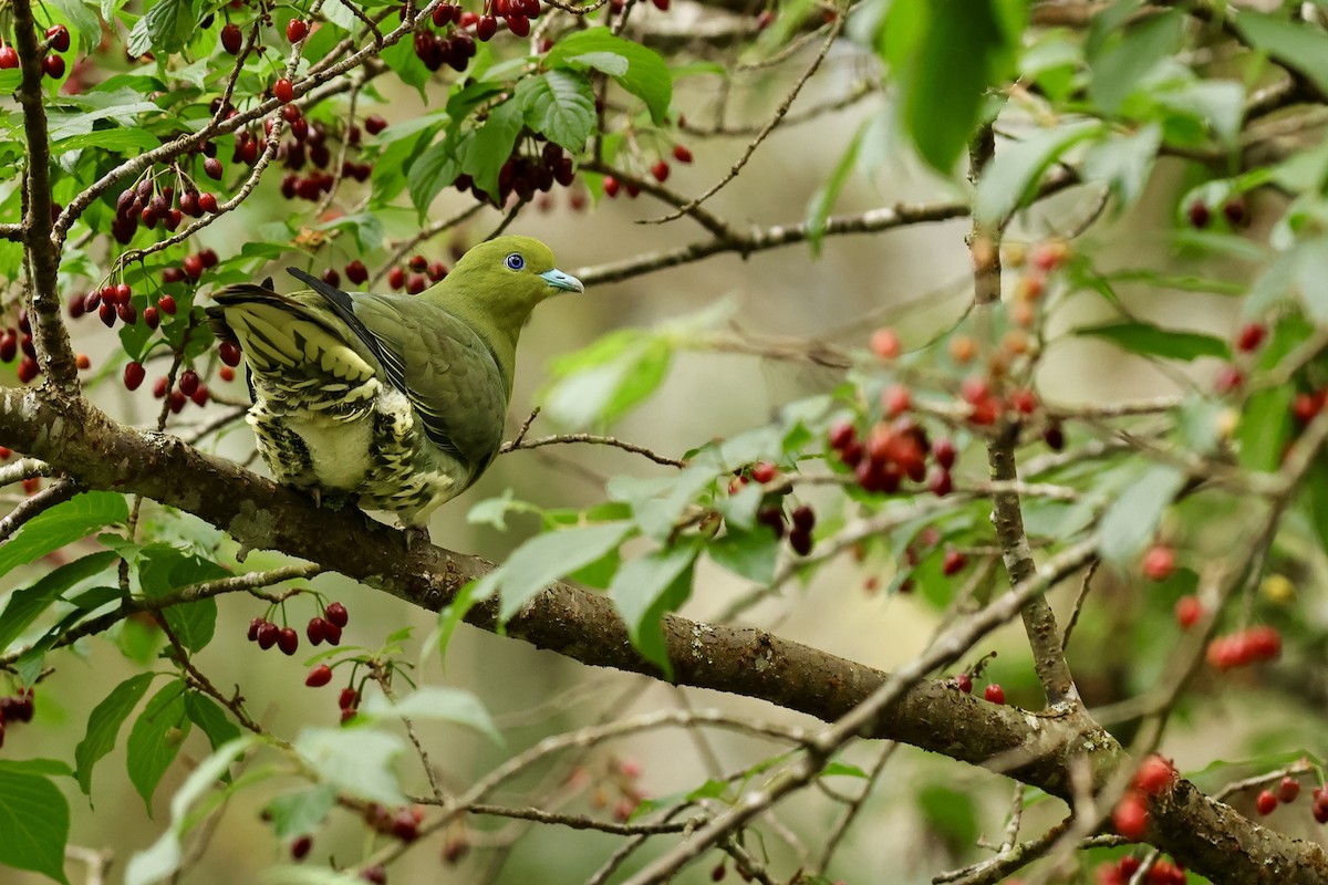 White-bellied Green-Pigeon - ML617216556