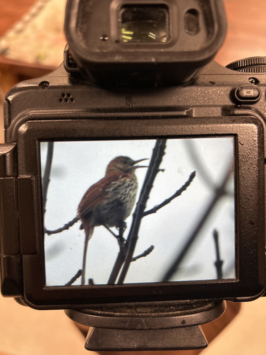 Brown Thrasher - Zach Timmins