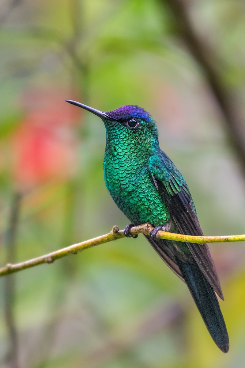 Violet-capped Woodnymph - Abhiram Sankar