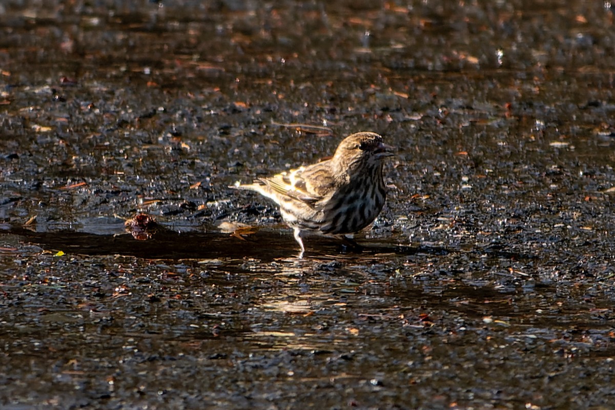 Pine Siskin - ML617216568