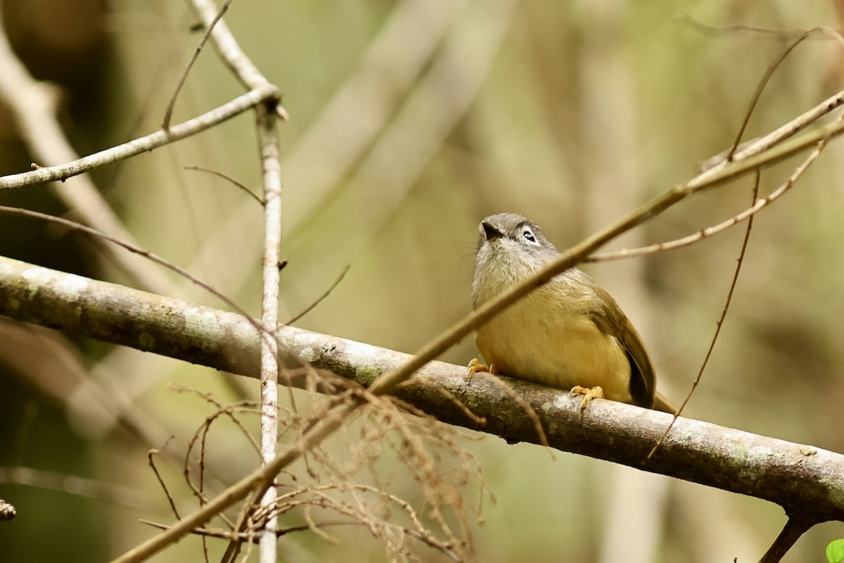 Morrison's Fulvetta - ML617216570