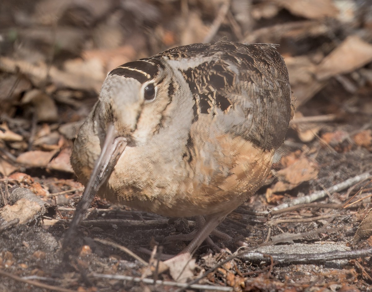 American Woodcock - Mass Audubon North Shore