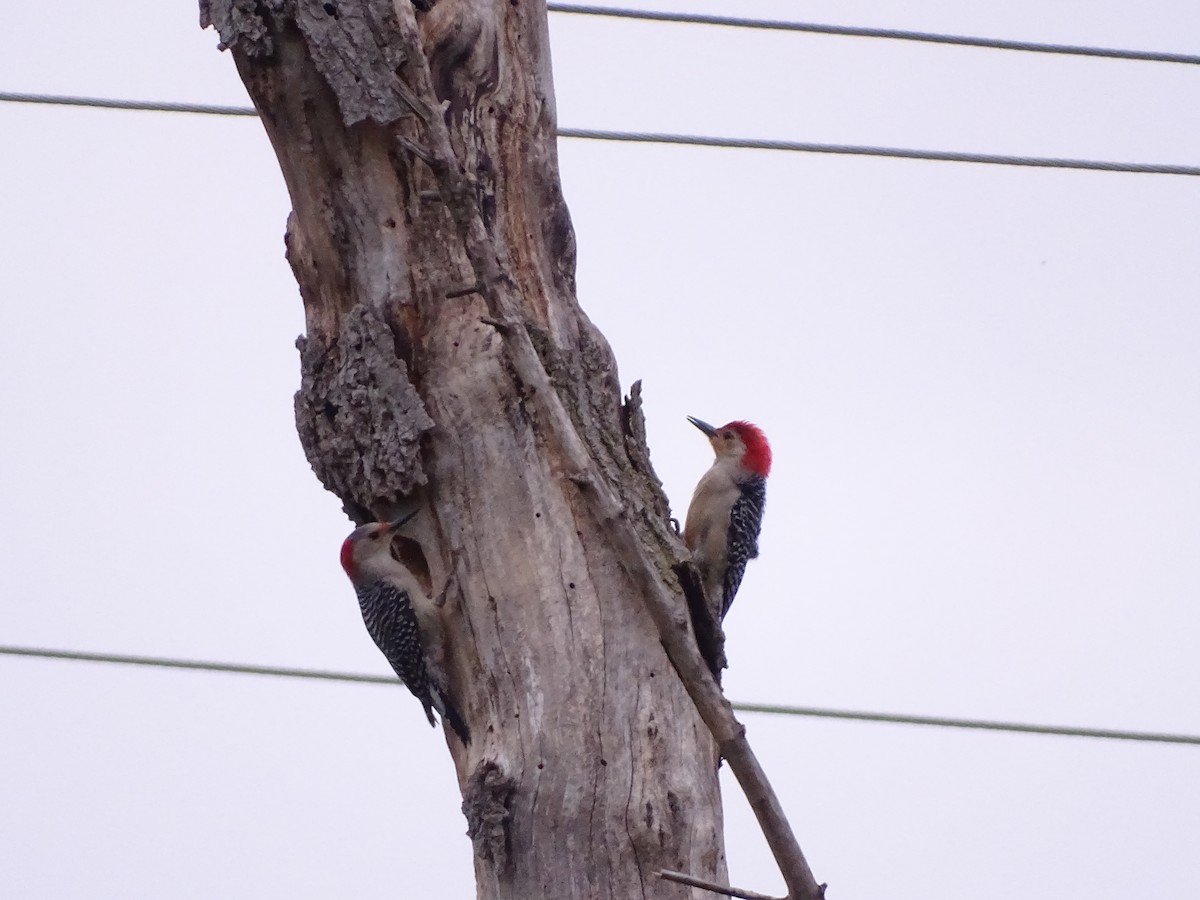 Red-bellied Woodpecker - ML617216583