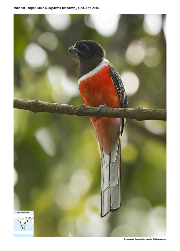 Malabartrogon - ML617216591