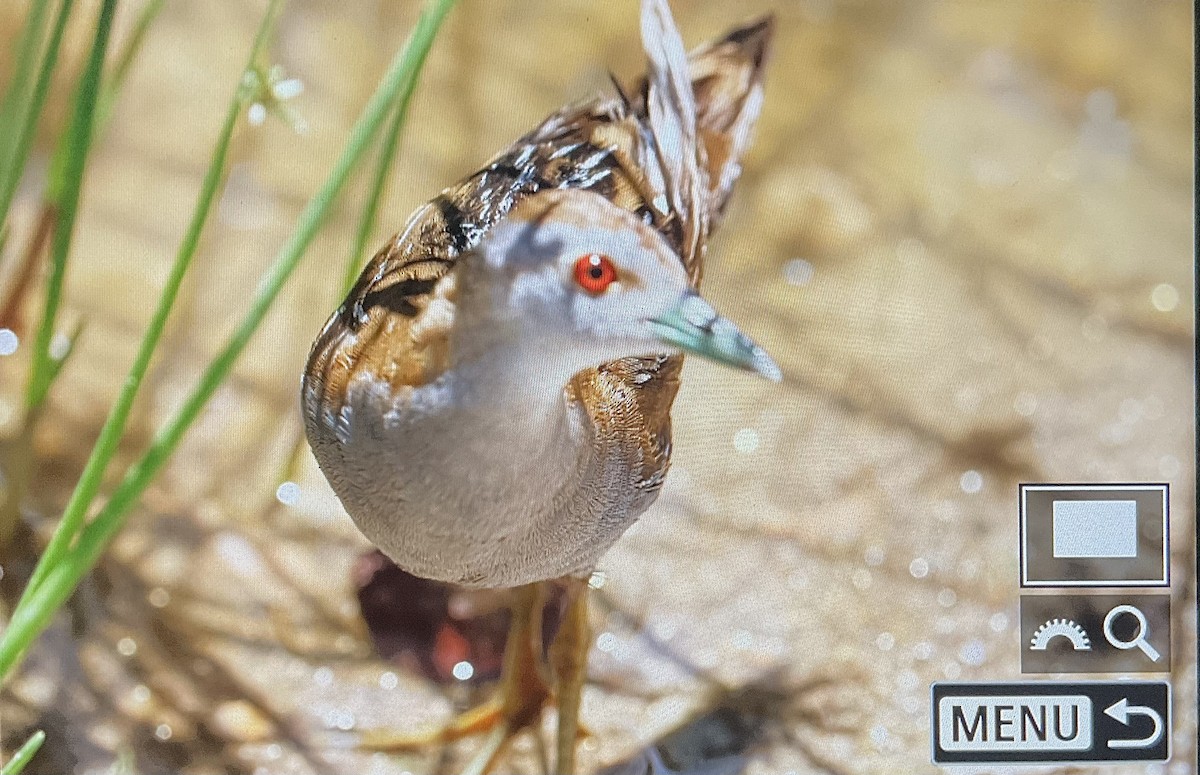 Baillon's Crake - ML617216635