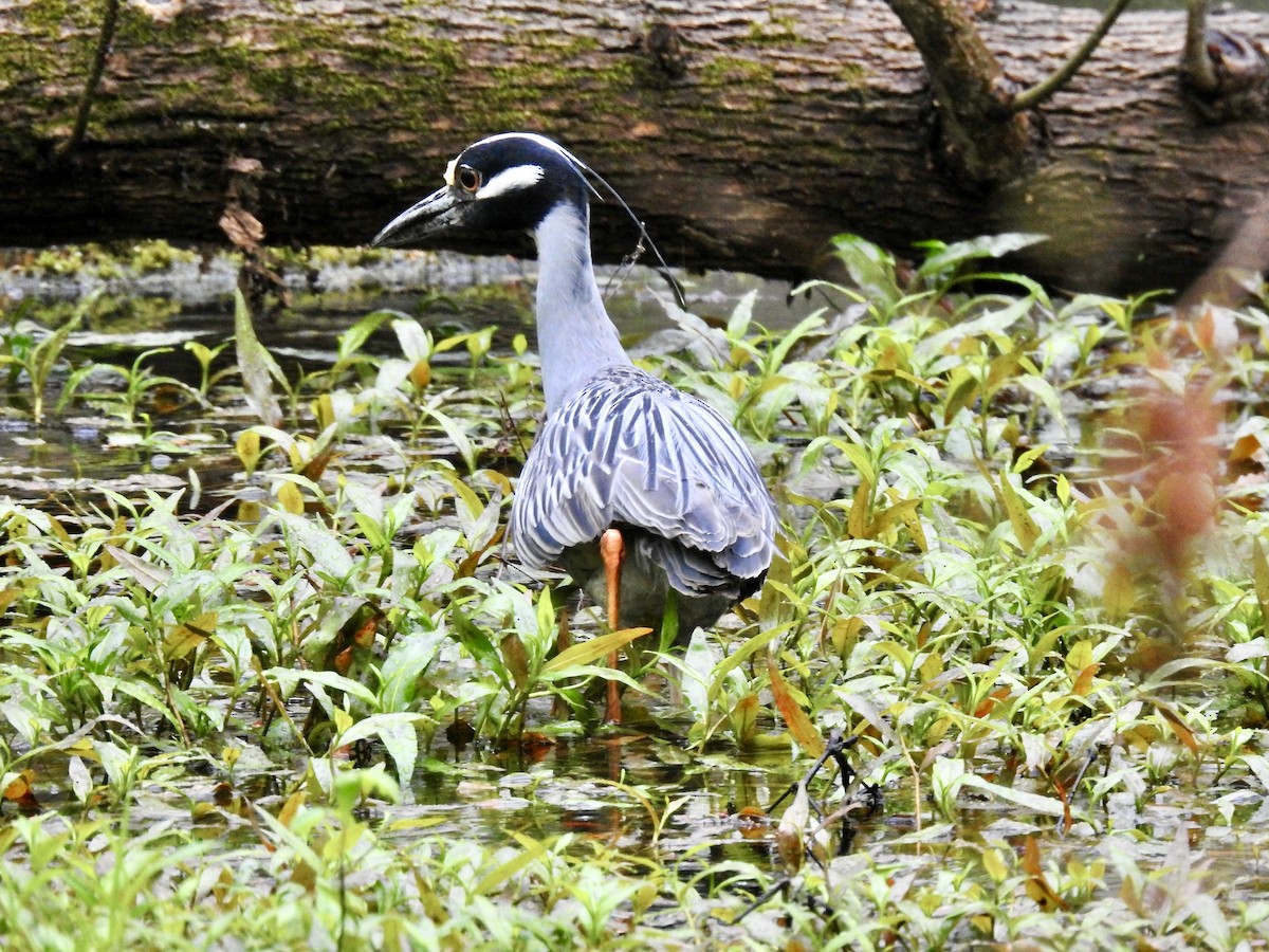 Yellow-crowned Night Heron - Laurie  Keefe