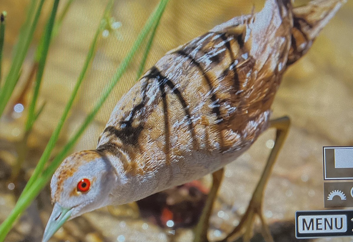 Baillon's Crake - ML617216637