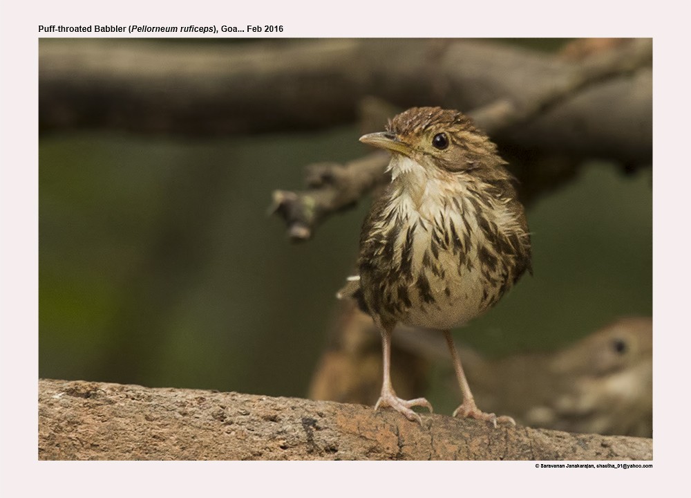 Puff-throated Babbler - ML617216639