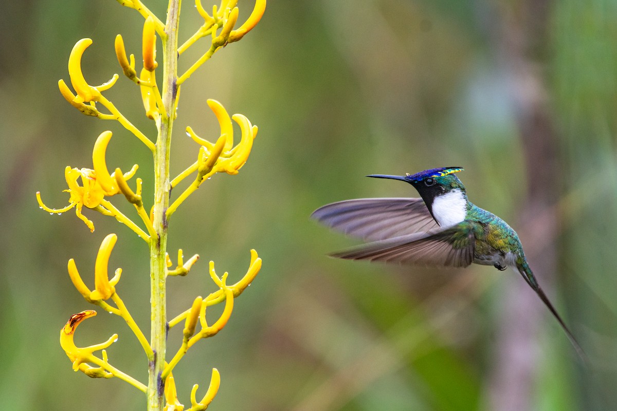 Colibrí Cornudito - ML617216659