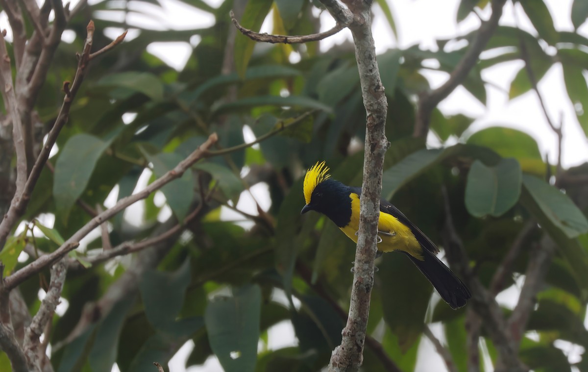 Sultan Tit (Yellow-crested) - ML617216677