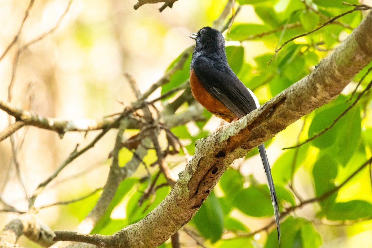 White-rumped Shama (White-rumped) - ordinary birder