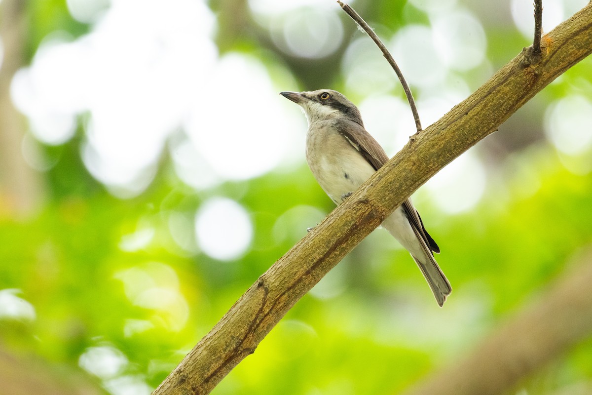 Large Woodshrike - ML617216693