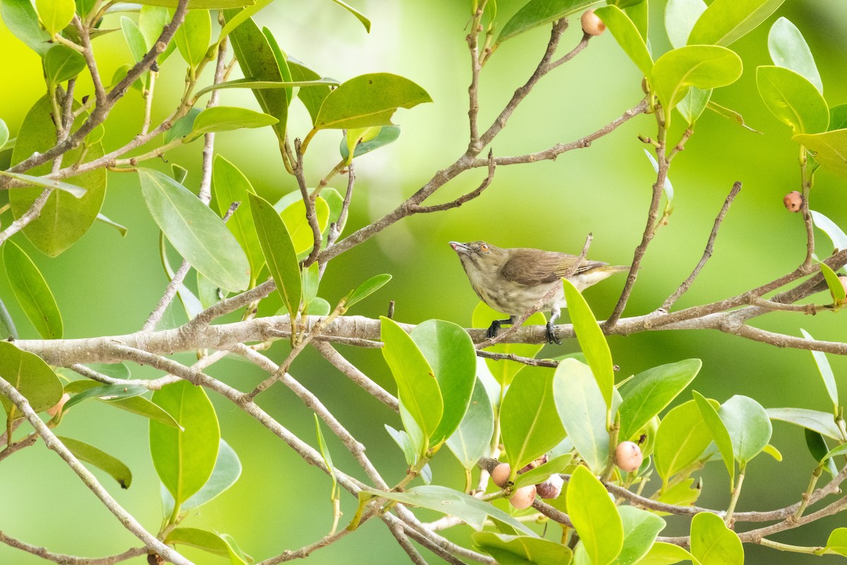 Thick-billed Flowerpecker - ML617216698