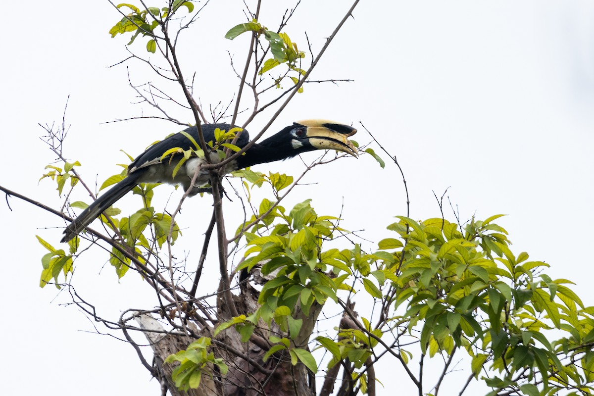 Oriental Pied-Hornbill - ordinary birder