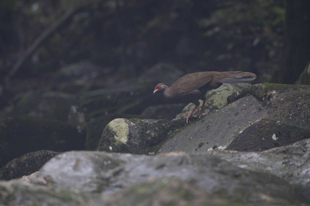 Silver Pheasant - jimmy Yao