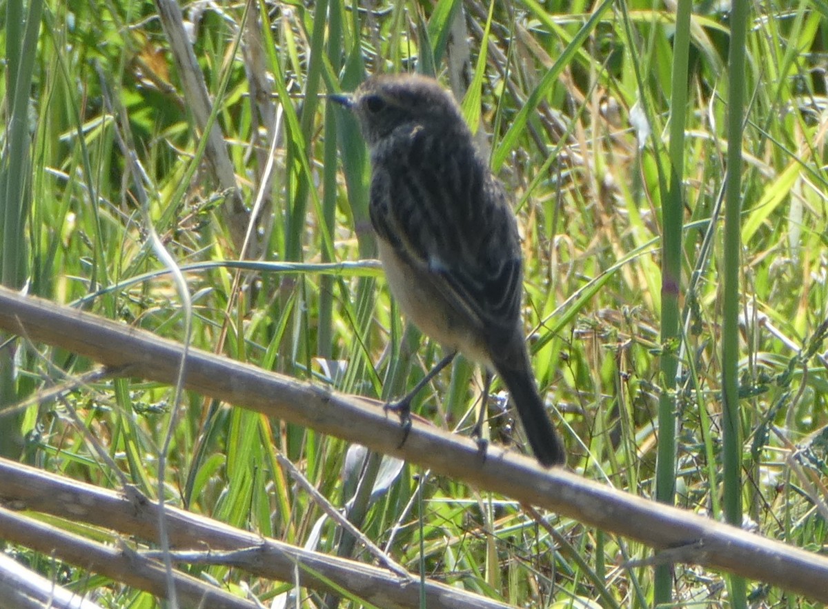 Whinchat - Maxwell Hipworth