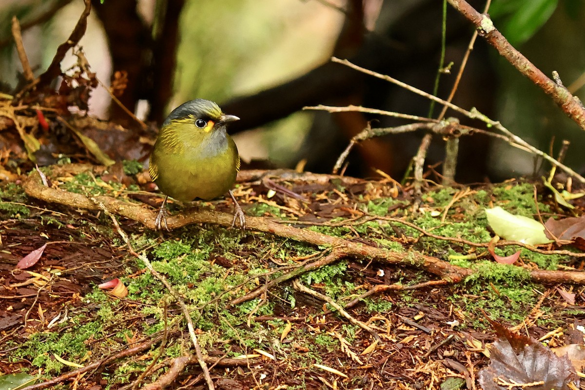 Steere's Liocichla - Anonymous