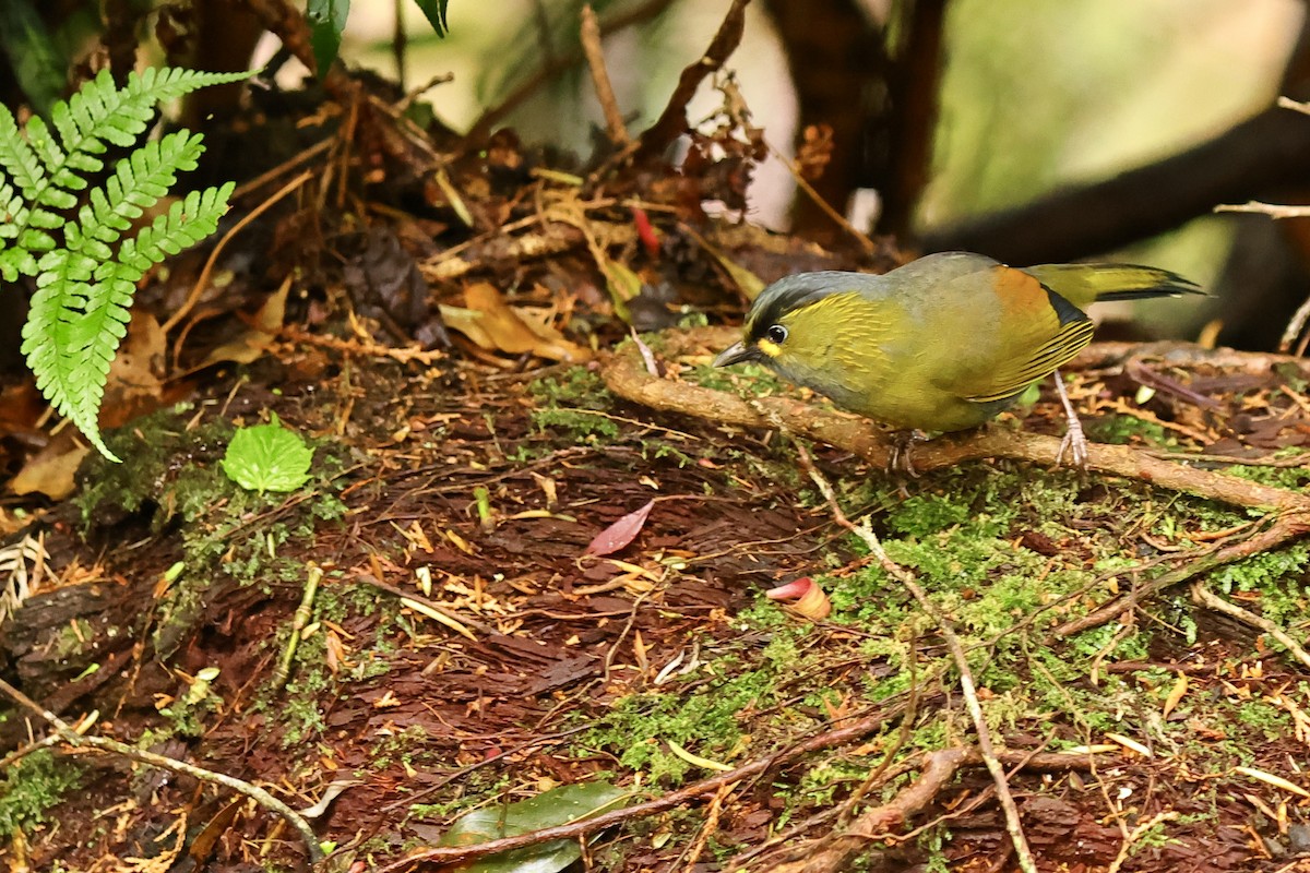 Steere's Liocichla - Anonymous