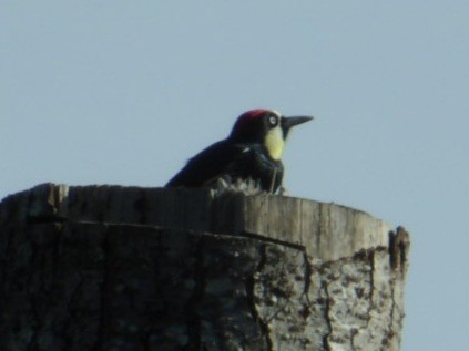 Acorn Woodpecker - ML617216748
