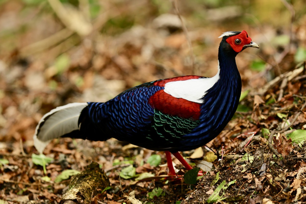 Swinhoe's Pheasant - Anonymous