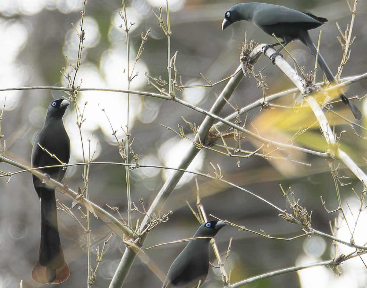 Racket-tailed Treepie - A Huang Winoto