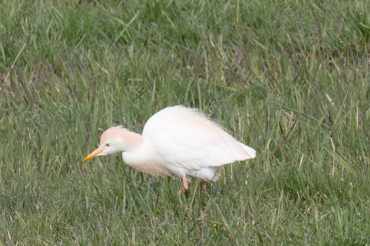 Western Cattle Egret - Greg Power