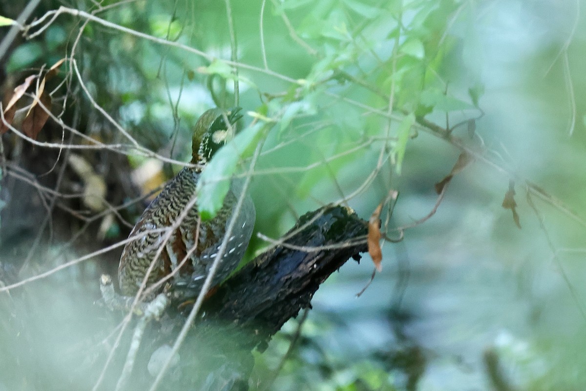 Taiwan Partridge - ML617216829