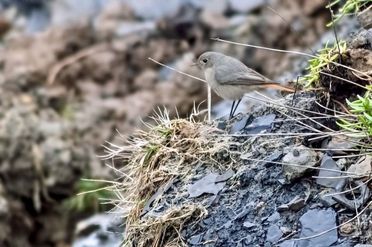 Black Redstart - ML617216845