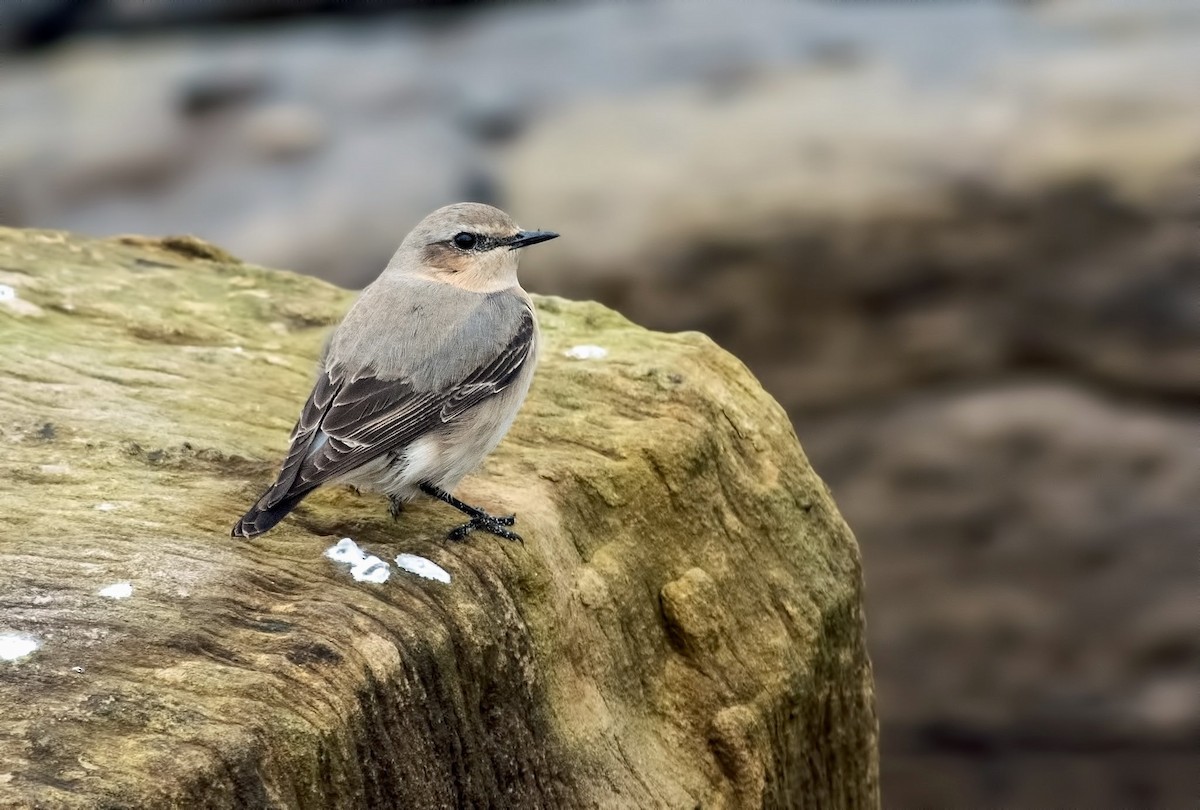 Northern Wheatear - Jack Bucknall