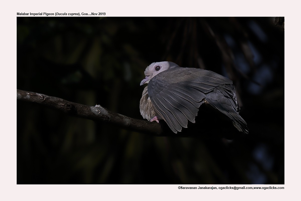 Malabar Imperial-Pigeon - ML617216911
