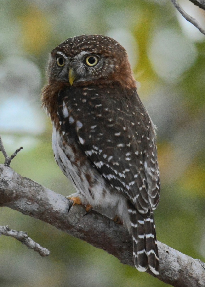 Cuban Pygmy-Owl - ML617216933