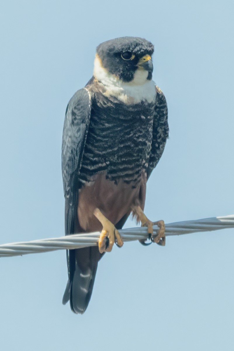 Bat Falcon - ML617216995