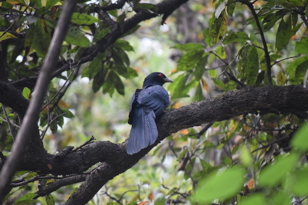 Asian Koel - ML617217005