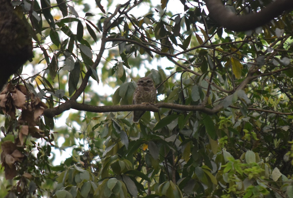 Spotted Owlet - Rabin Gautam